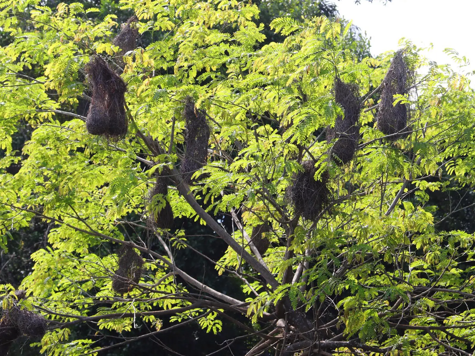 pampas yacuma wildlife 11