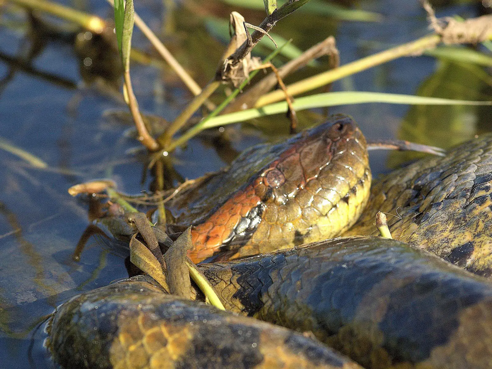 pampas yacuma wildlife 13
