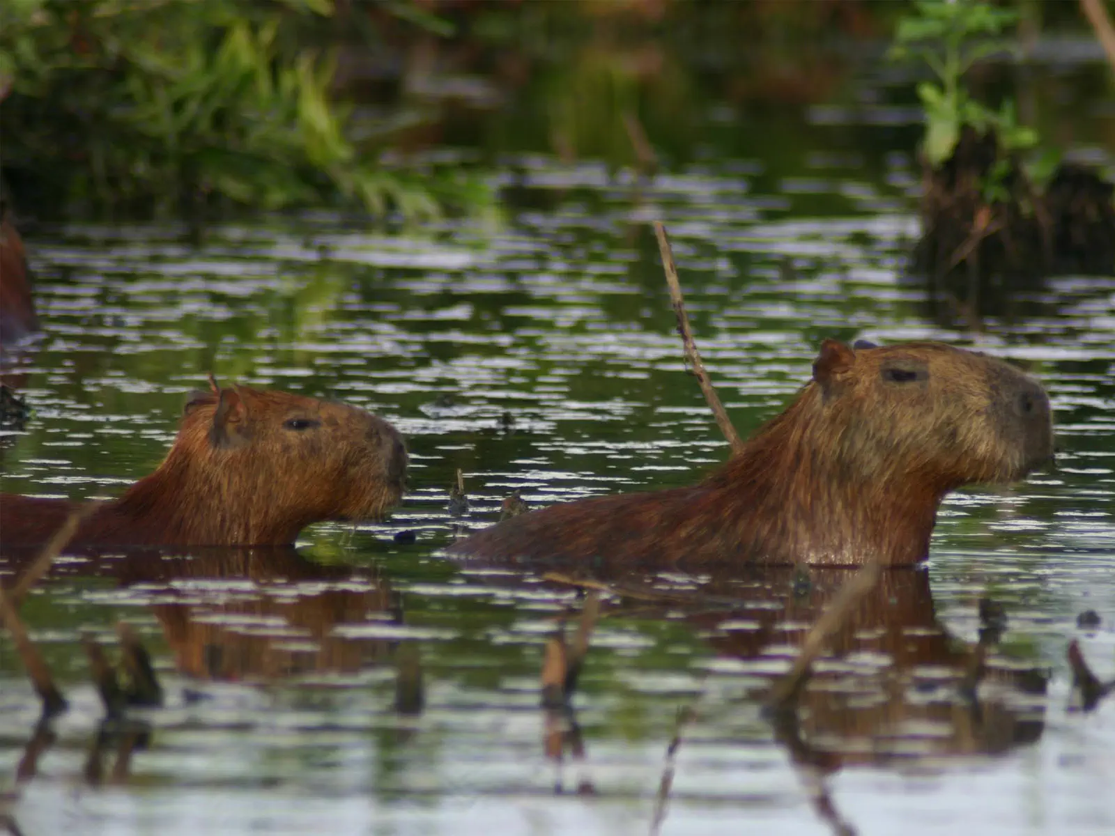 pampas yacuma wildlife 14