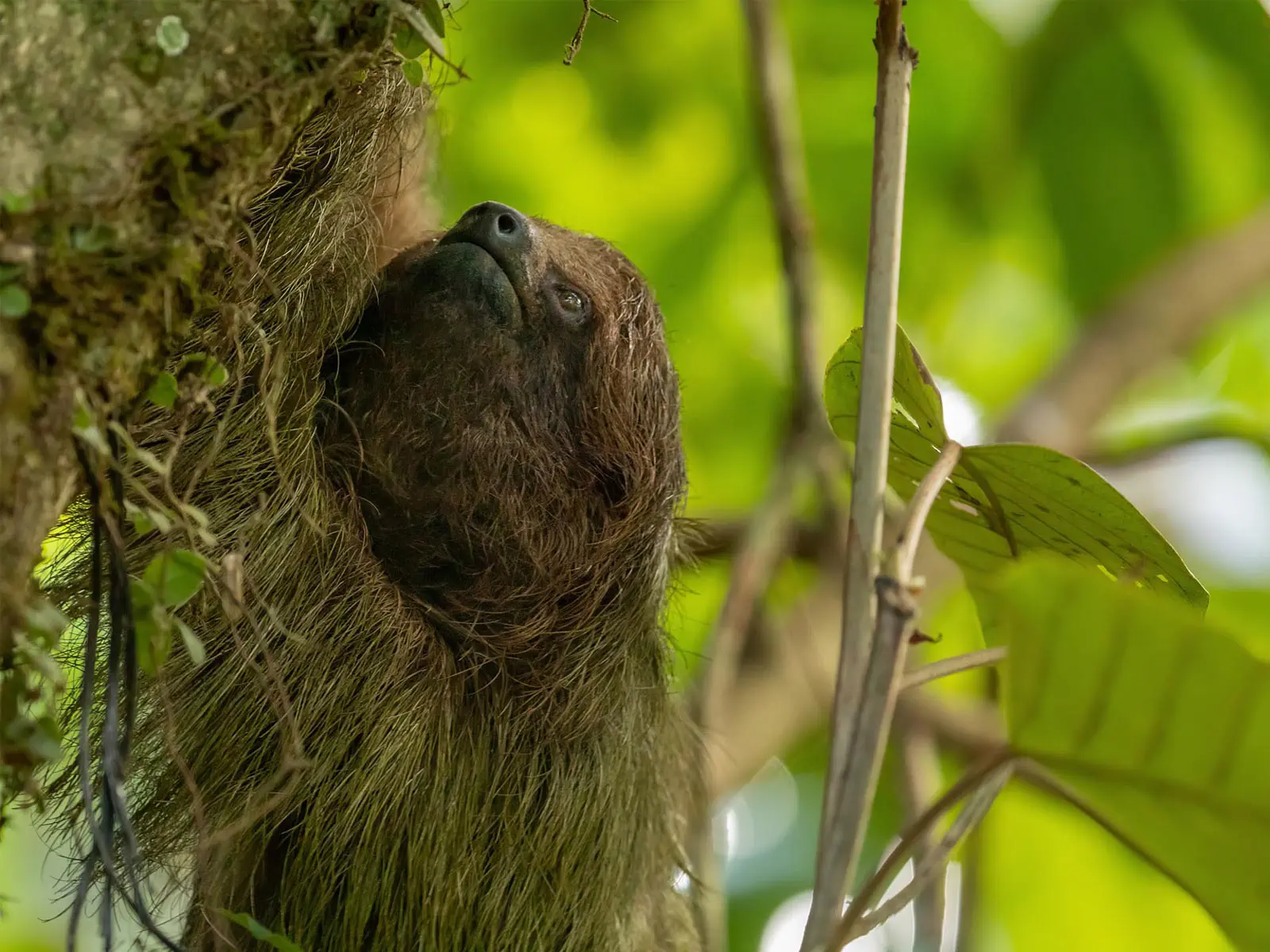 pampas yacuma wildlife 15