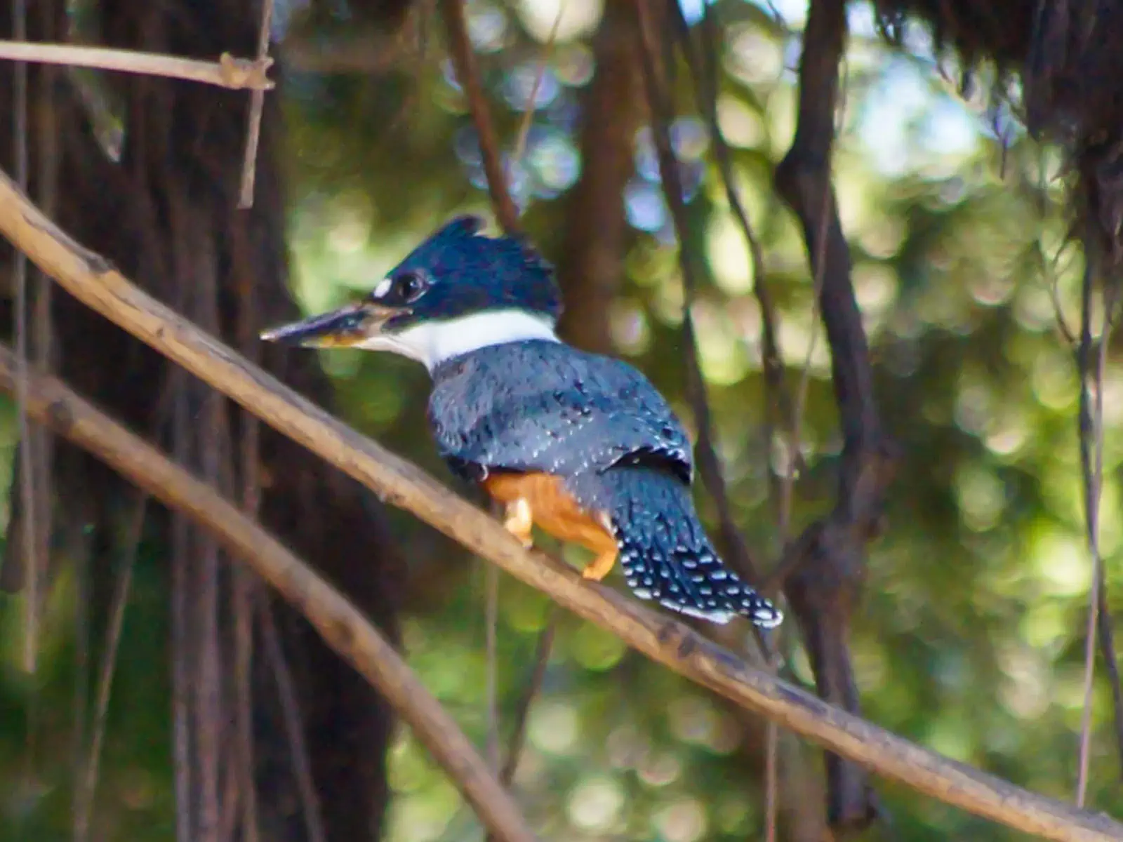 pampas yacuma wildlife 16