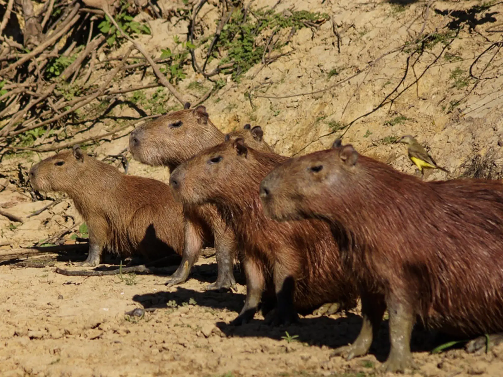 pampas yacuma wildlife 18
