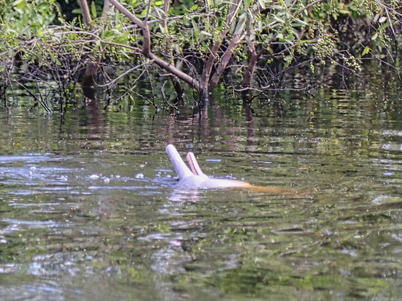 pampas yacuma wildlife 19