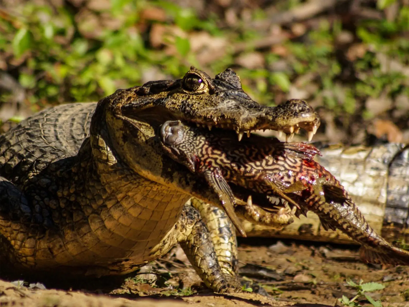 pampas yacuma wildlife 22