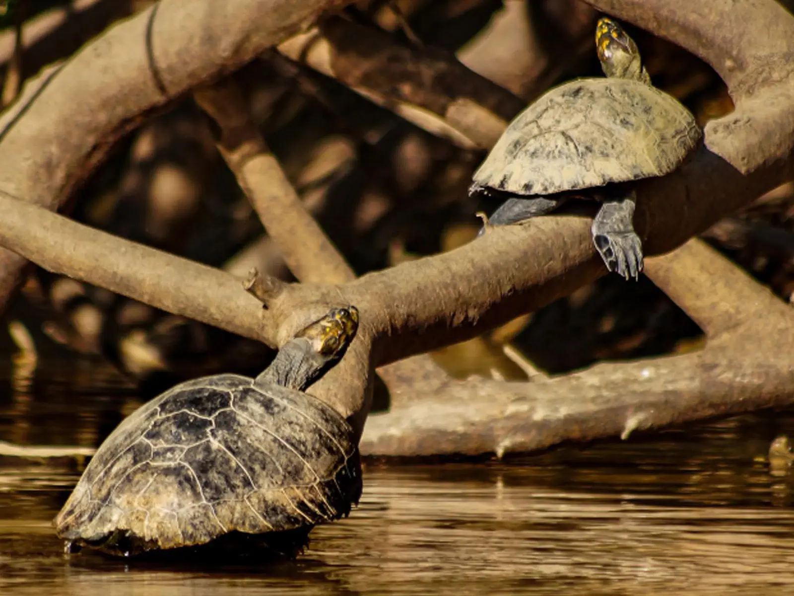 pampas yacuma wildlife 23