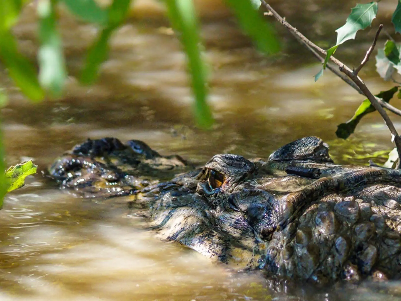 pampas yacuma wildlife 24