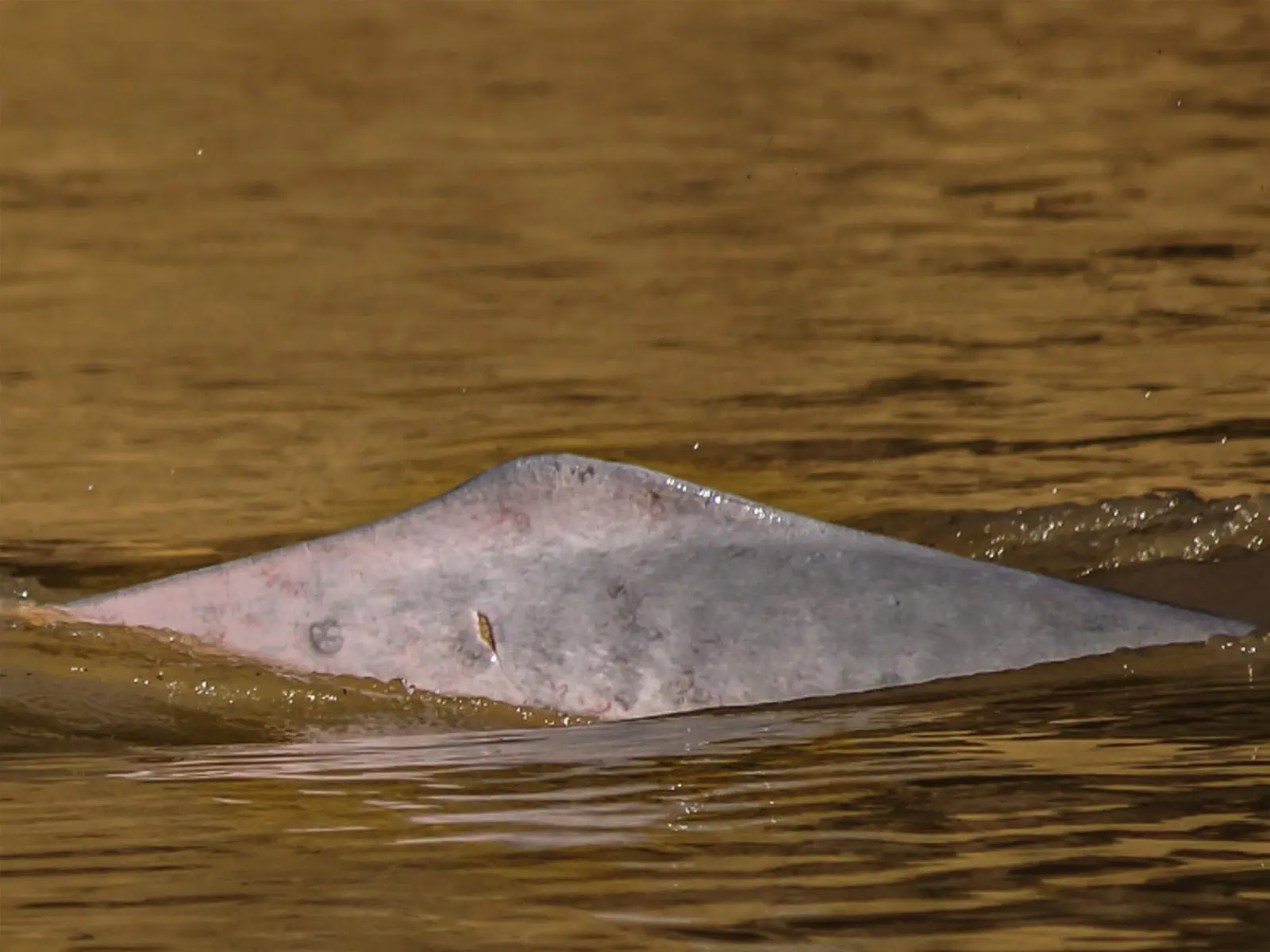 pampas yacuma wildlife 25