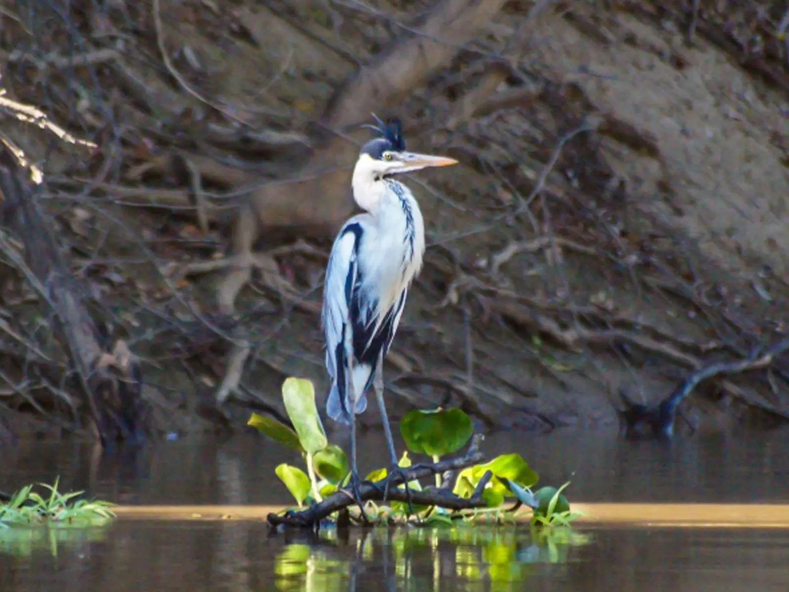 pampas yacuma wildlife 26
