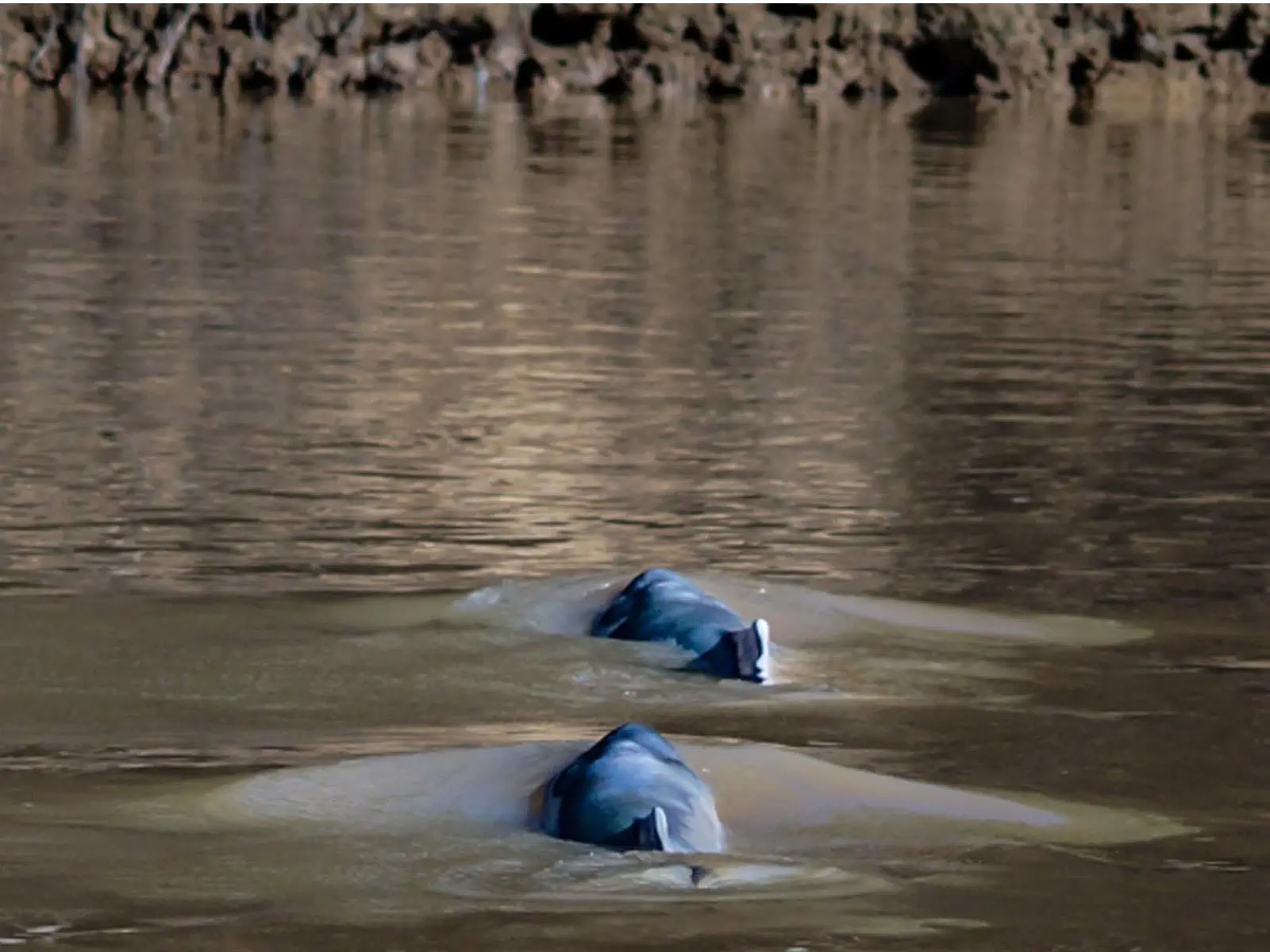 pampas yacuma wildlife 27