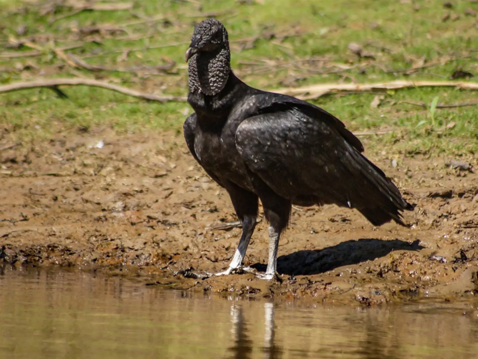 pampas yacuma wildlife 28