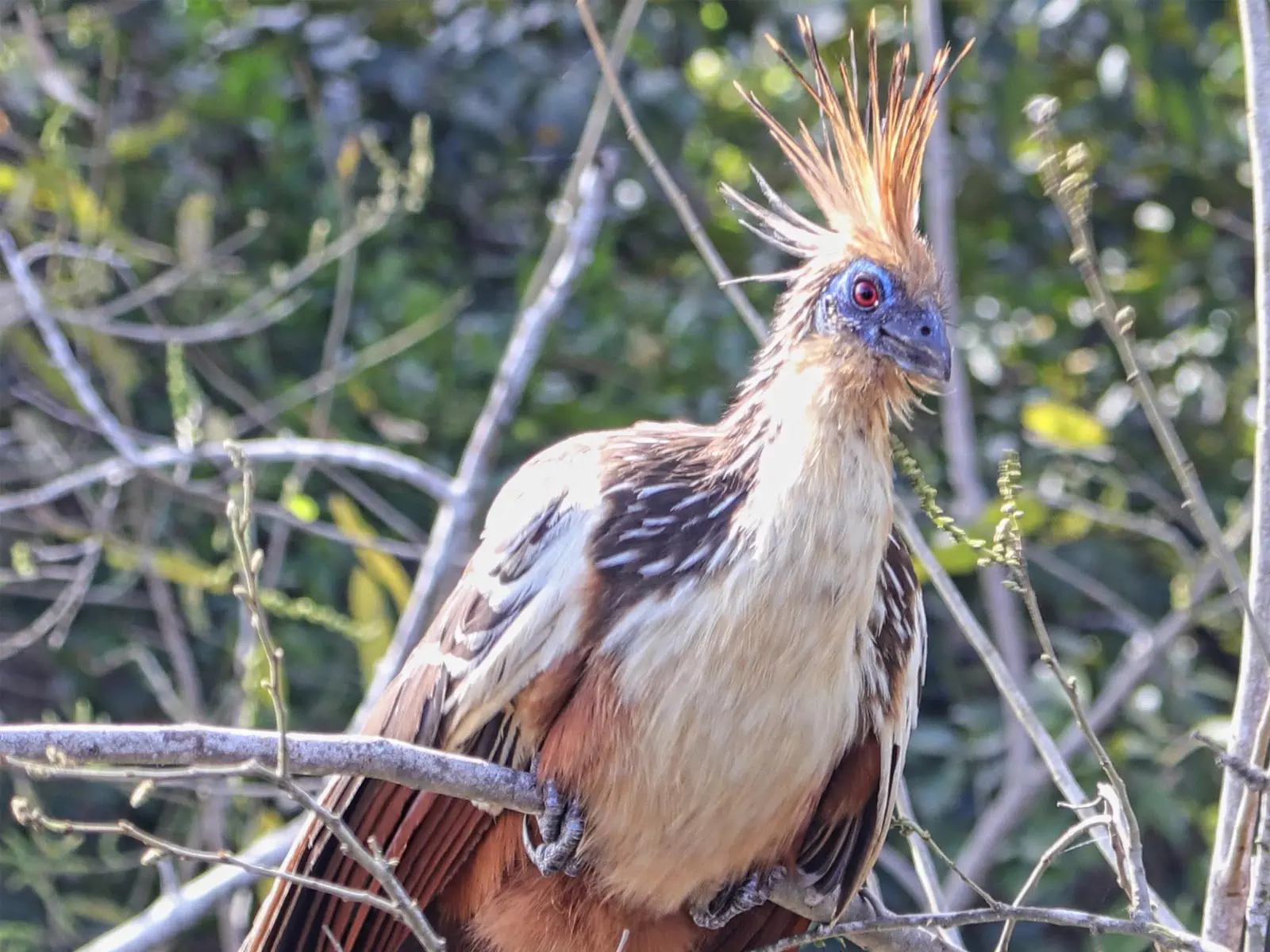 pampas yacuma wildlife 31