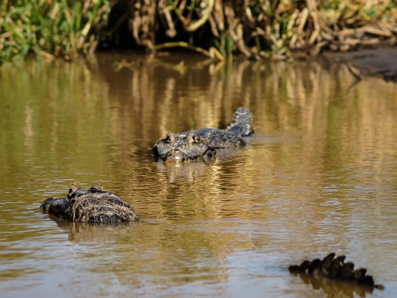 pampas yacuma wildlife 37