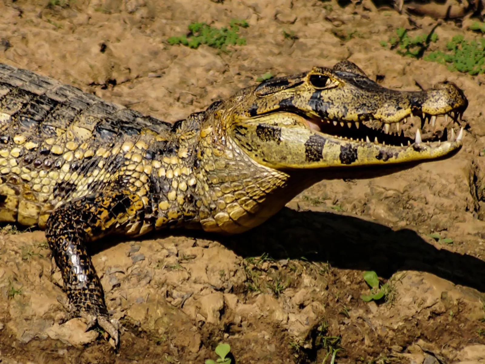 pampas yacuma wildlife 38