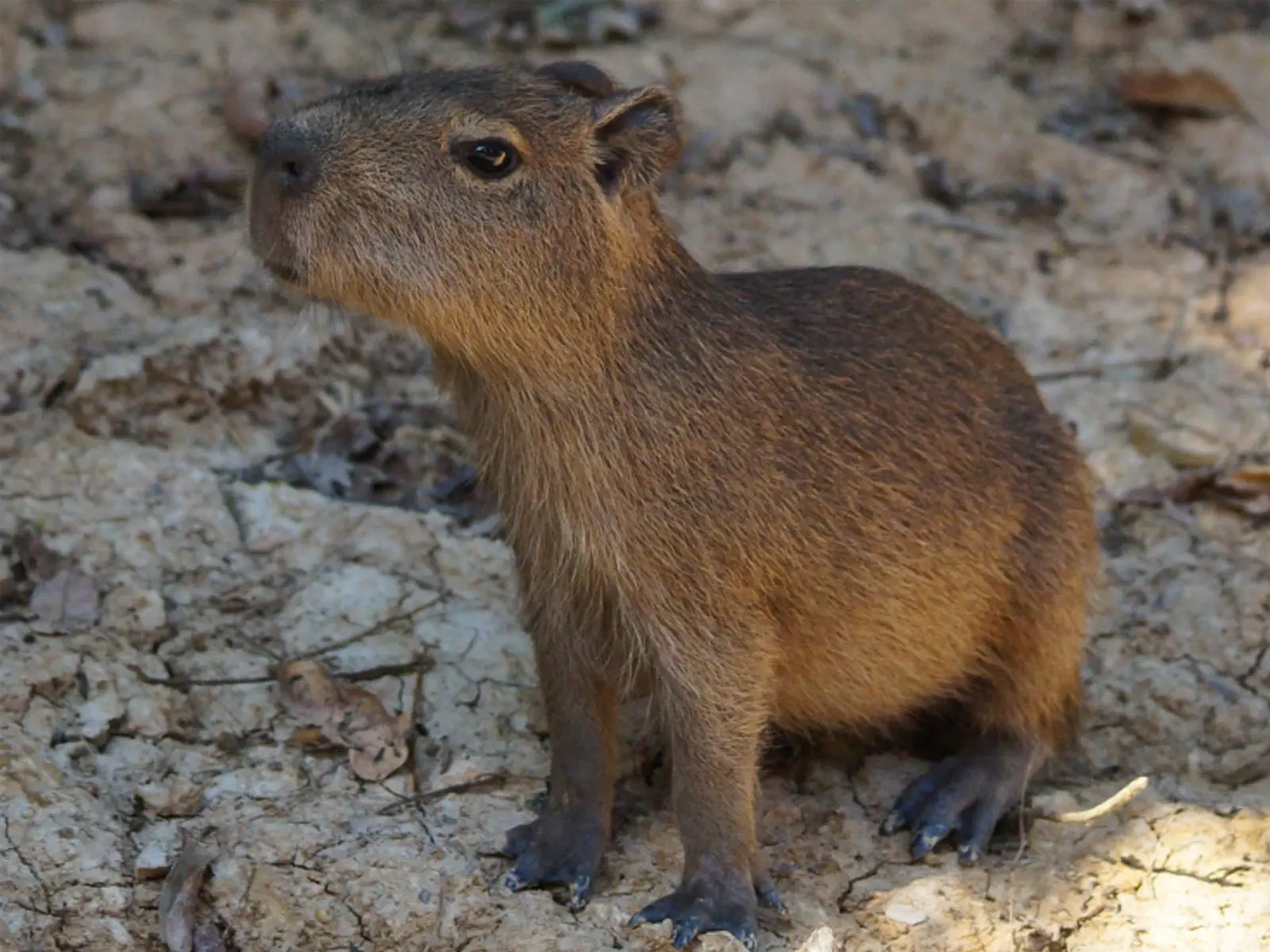 Capybara in Pampas wetlands Bolivia