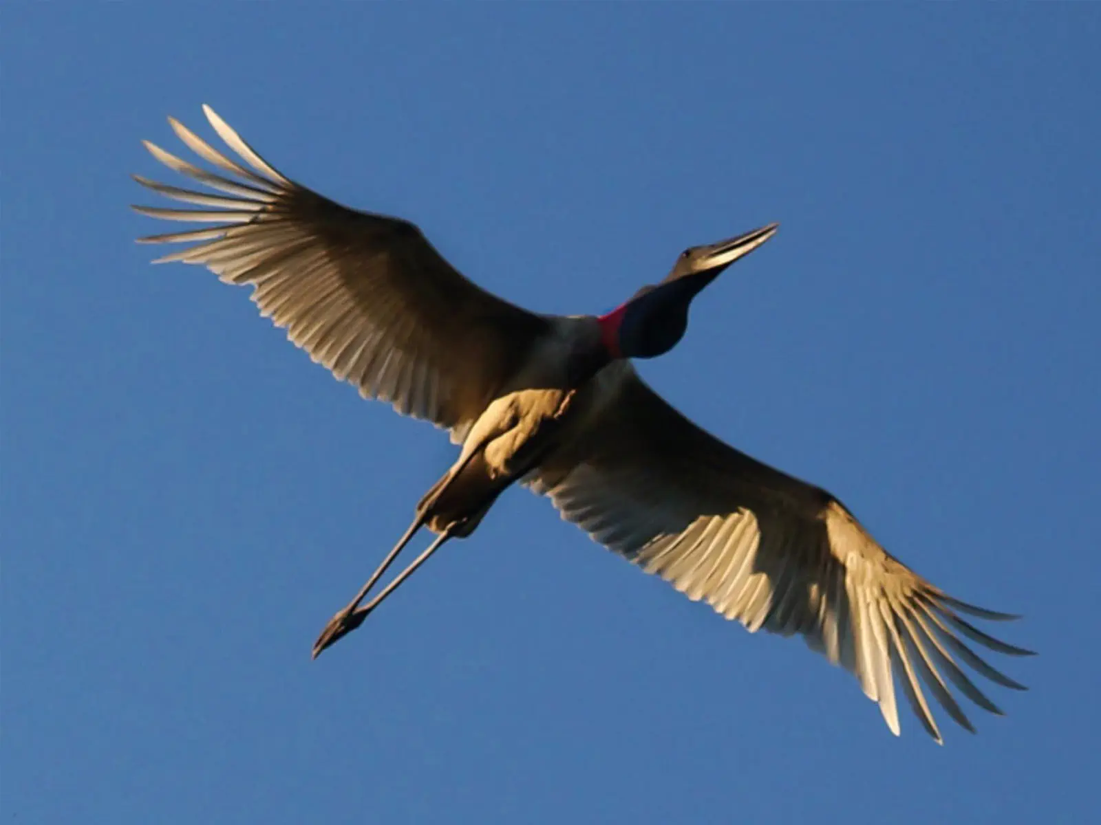 pampas yacuma wildlife 40