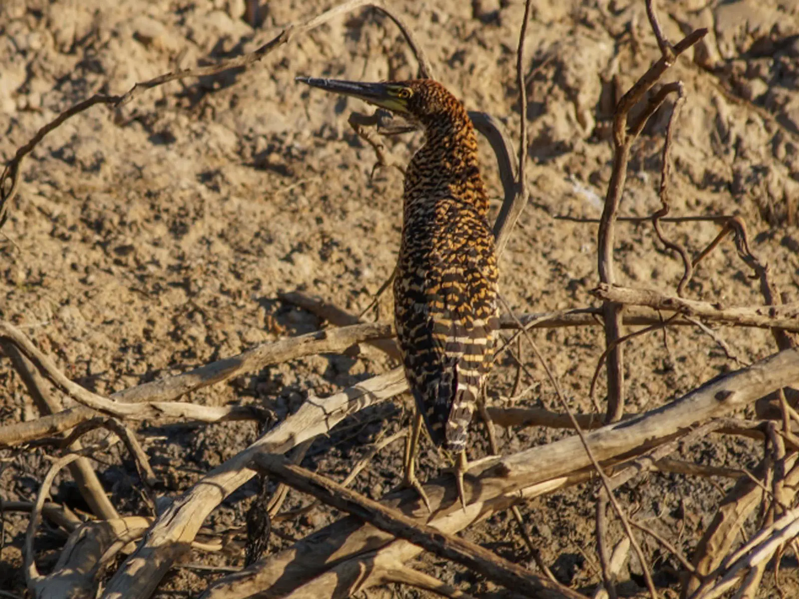pampas yacuma wildlife 41