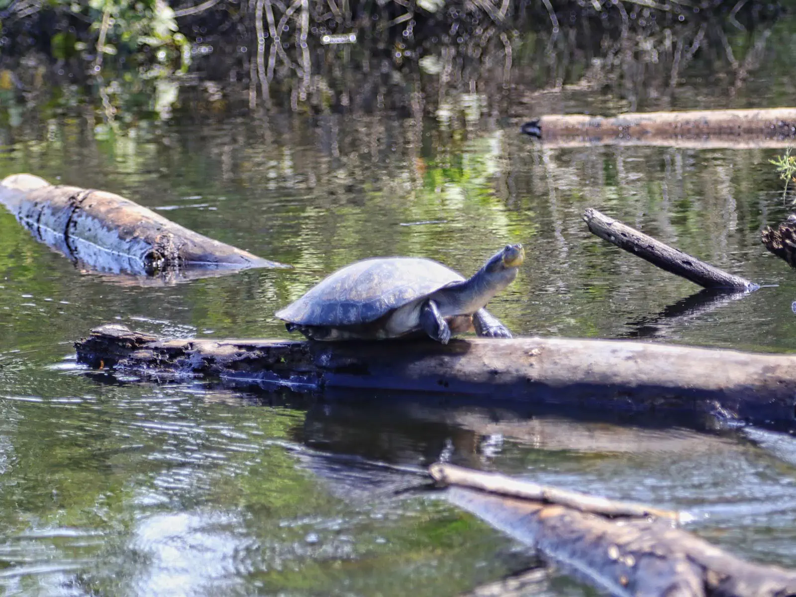pampas yacuma wildlife 43