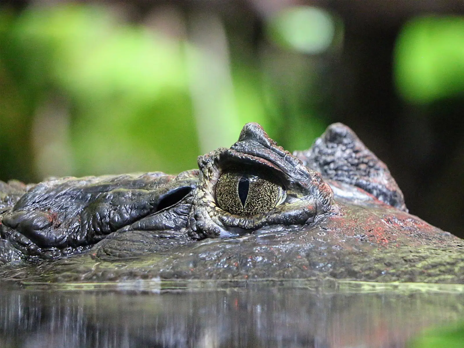pampas yacuma wildlife 44