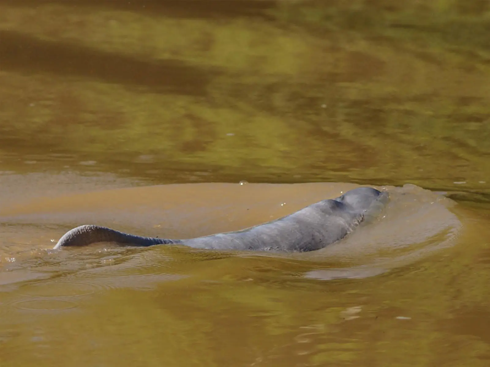 pampas yacuma wildlife 47