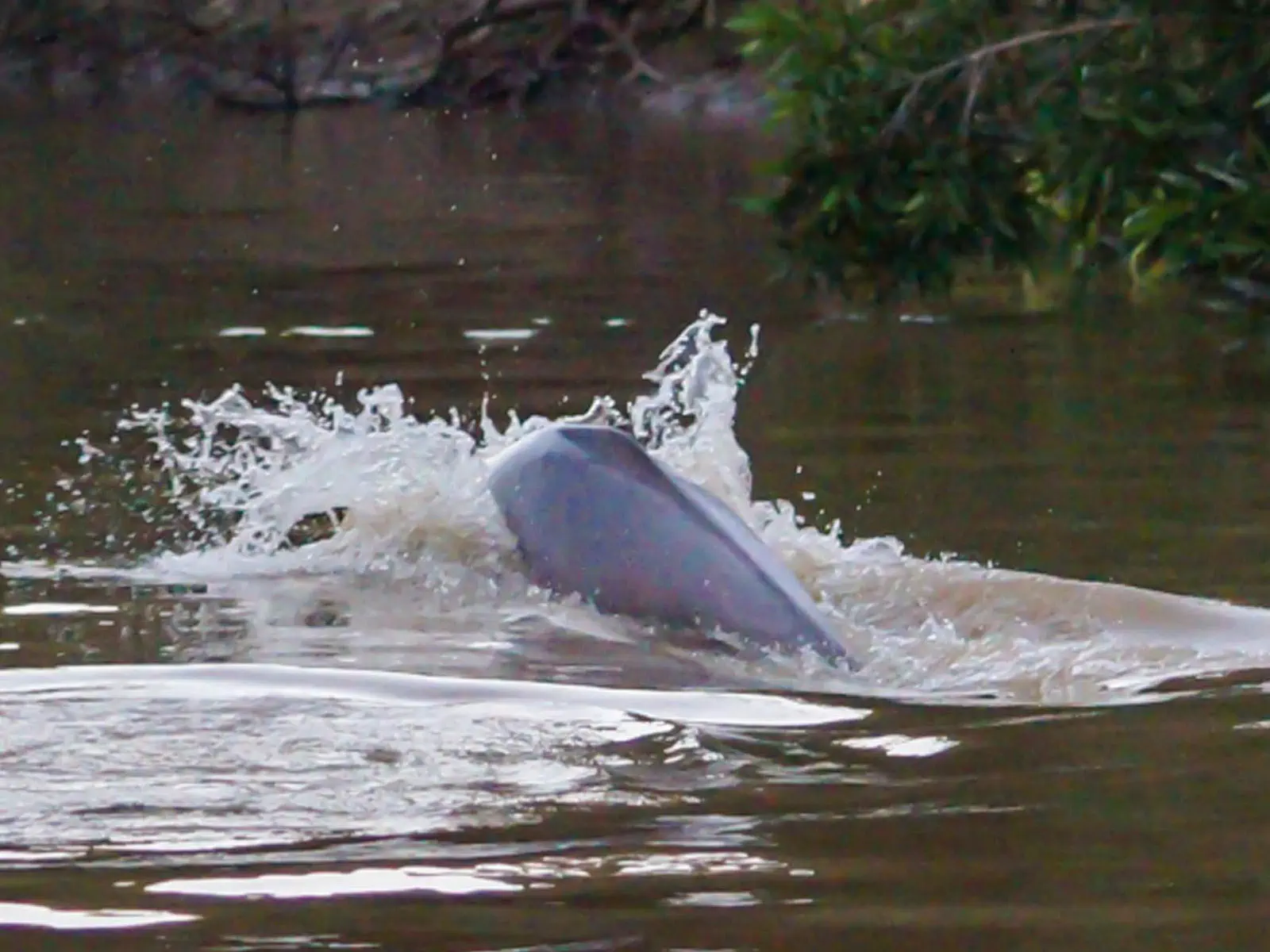 pampas yacuma wildlife 48