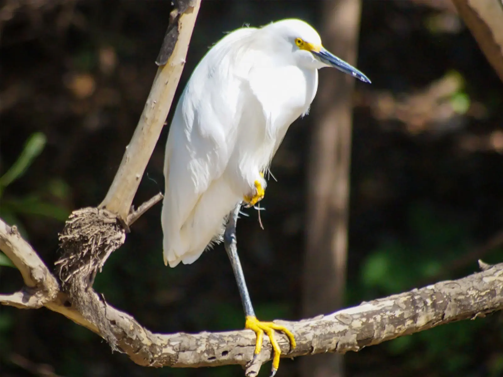 Tropical bird in Pampas wetlands Bolivia