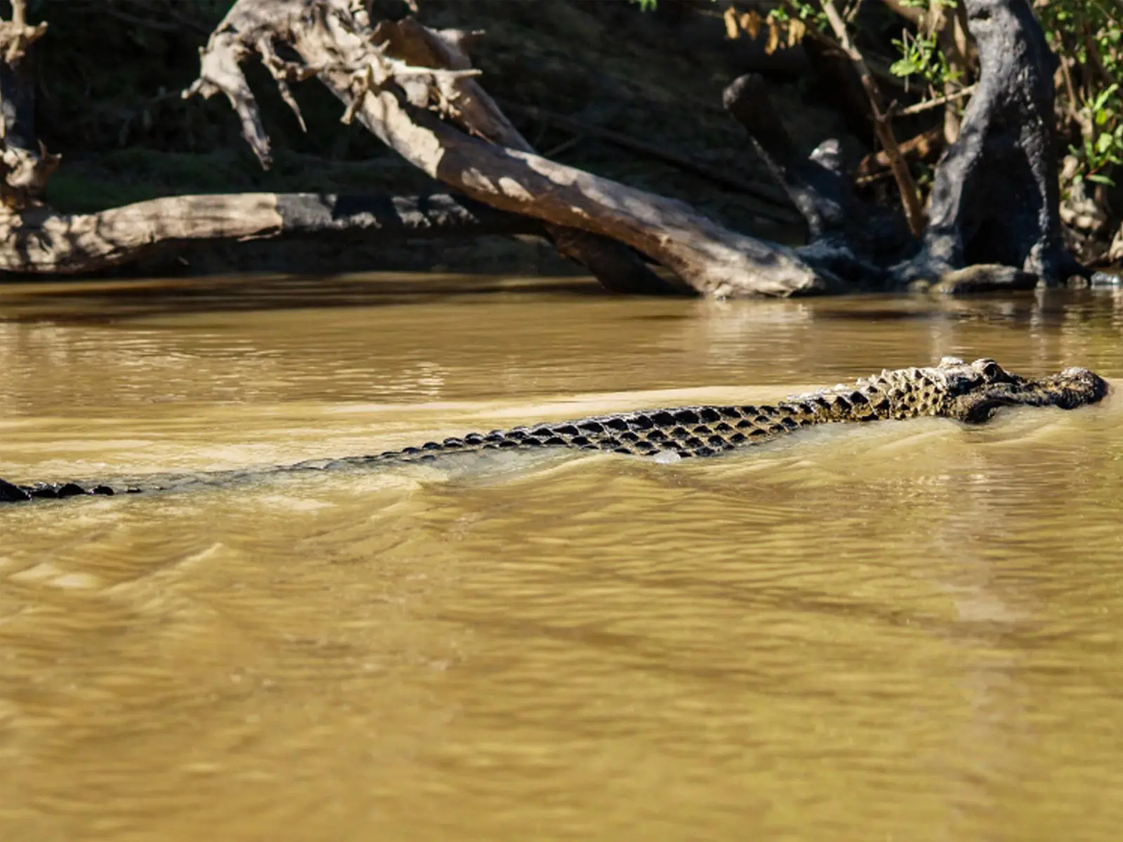 pampas yacuma wildlife 51