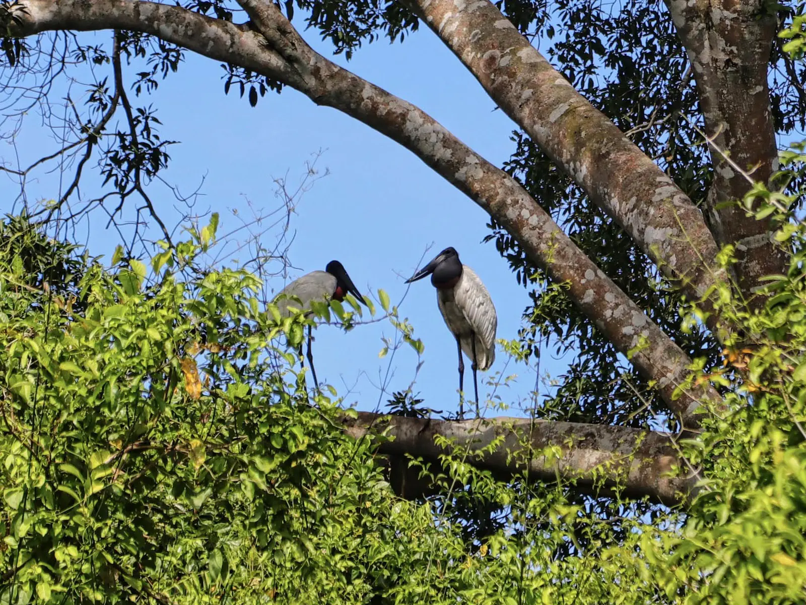 pampas yacuma wildlife 53