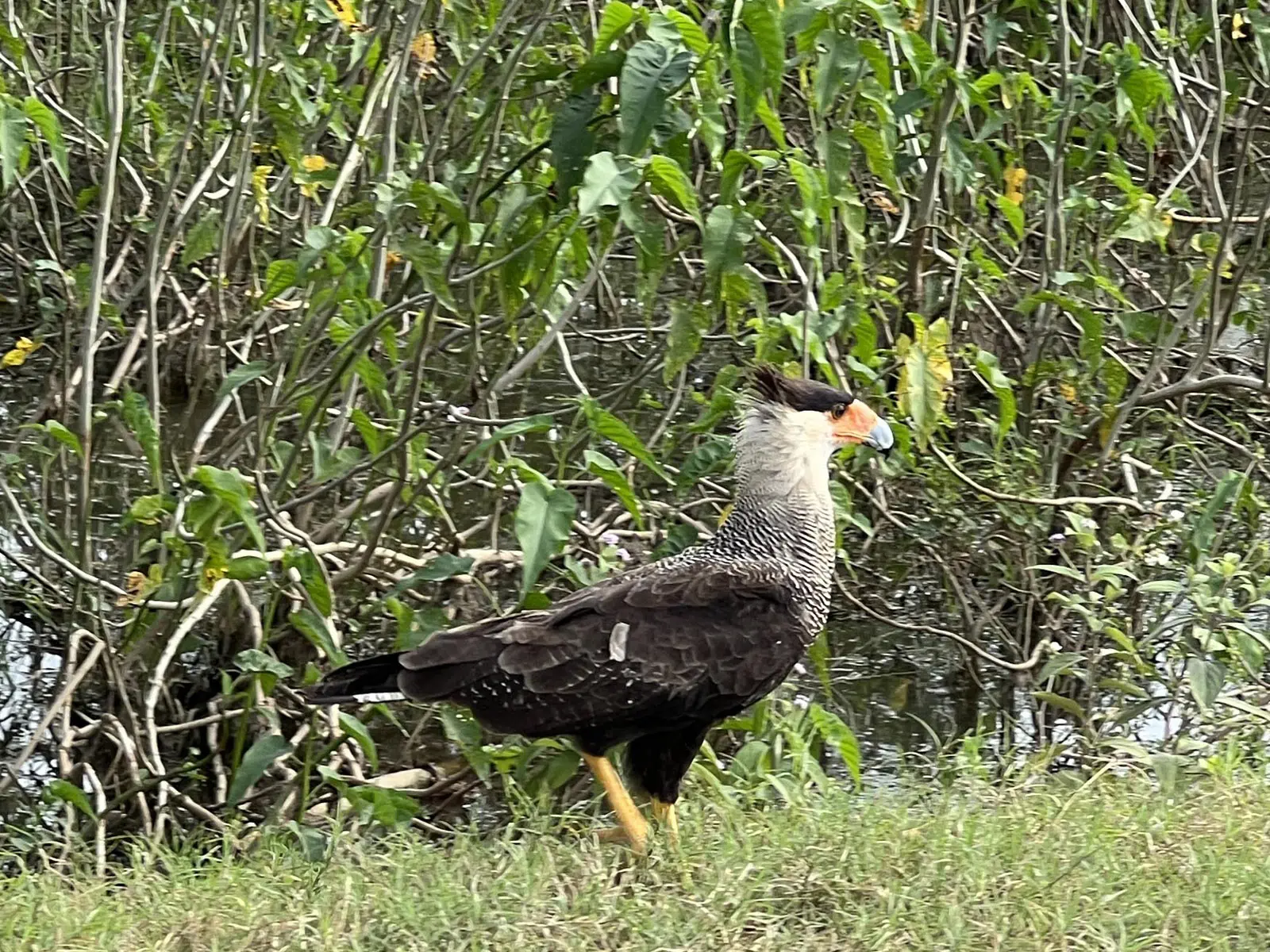 pampas yacuma wildlife 54