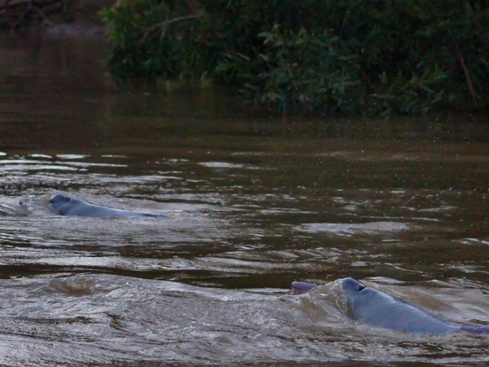 pampas yacuma wildlife 56