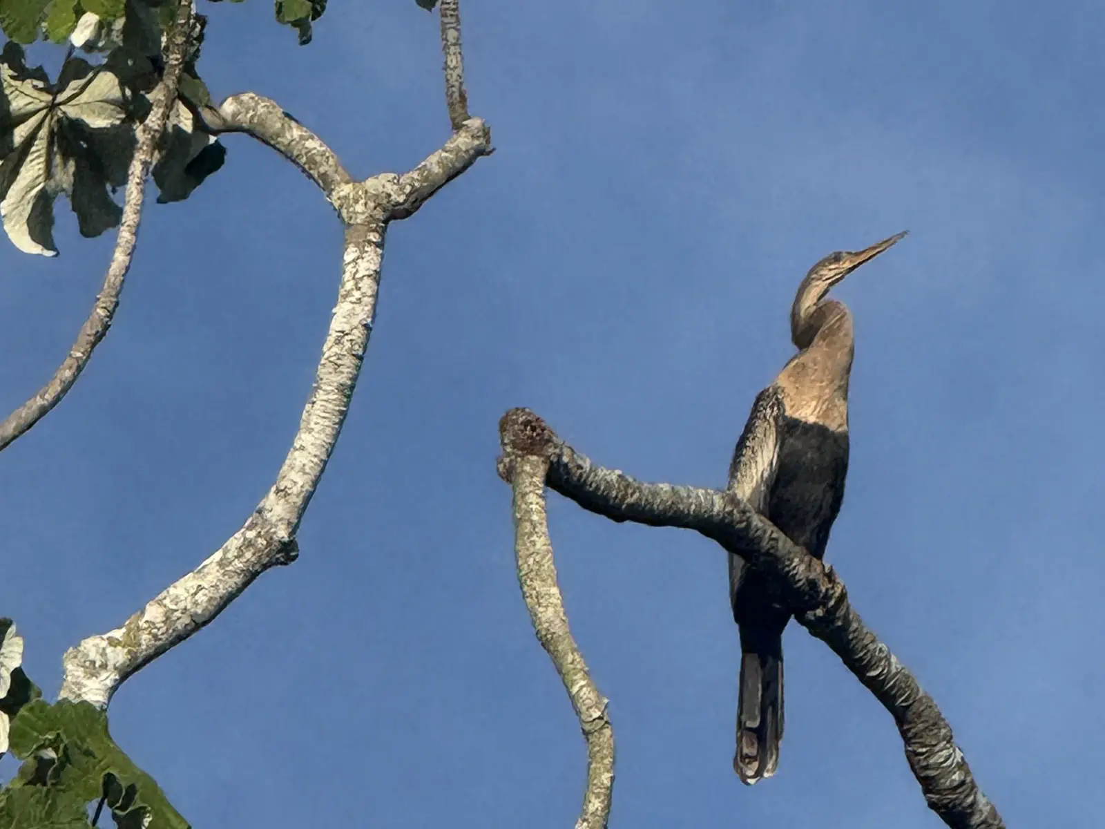 pampas yacuma wildlife 59