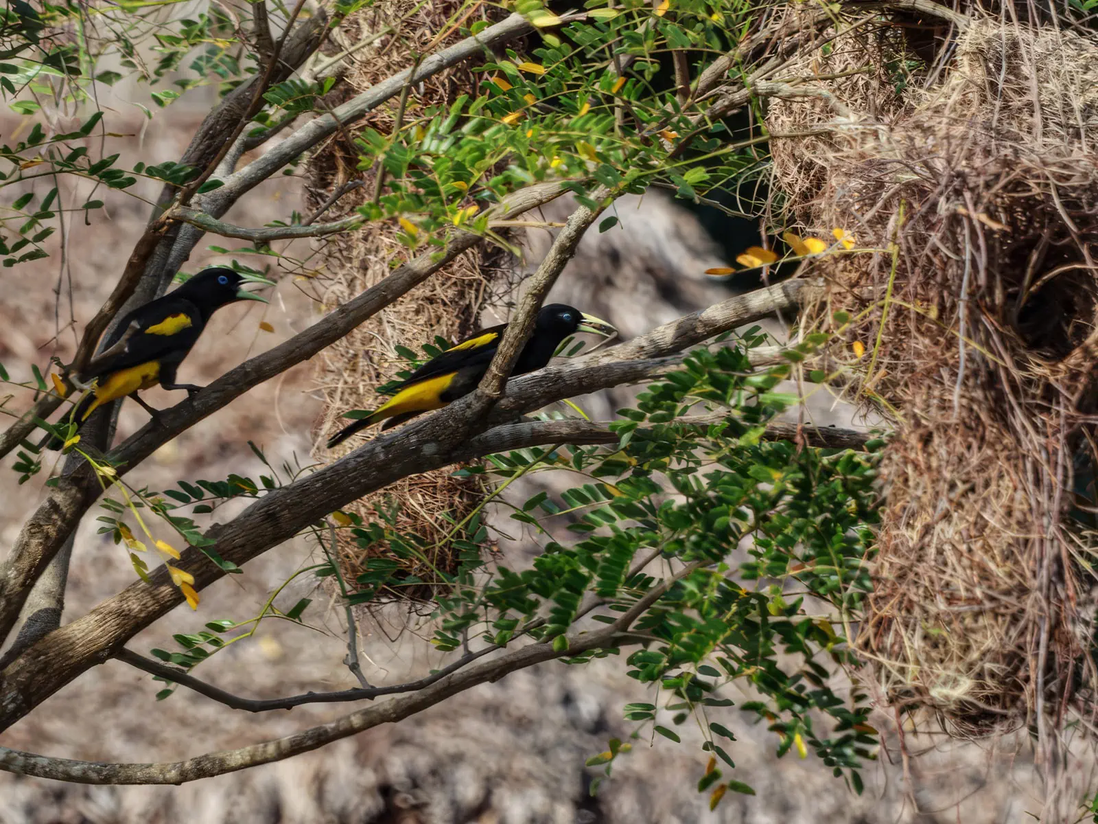 pampas yacuma wildlife 60