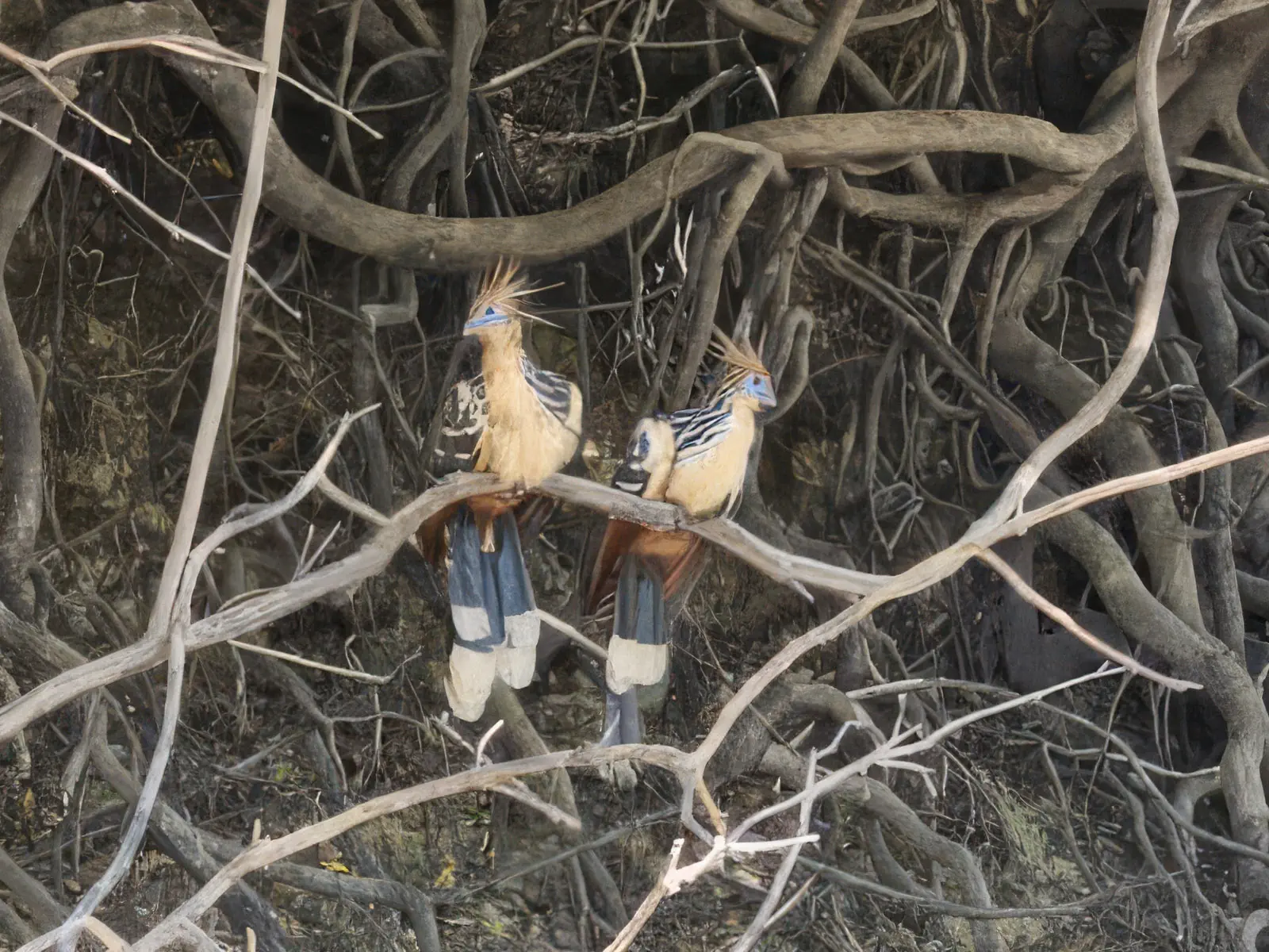 Tropical bird in Pampas wetlands Bolivia