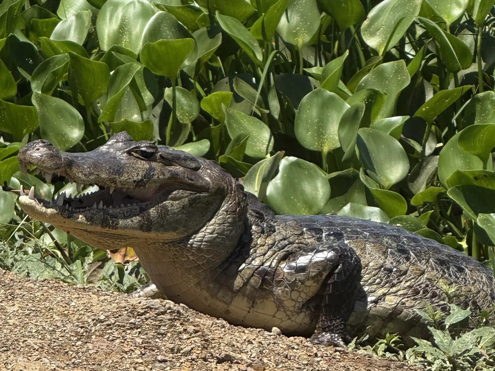 Wildlife in Pampas del Yacuma Bolivia with caiman and river landscape