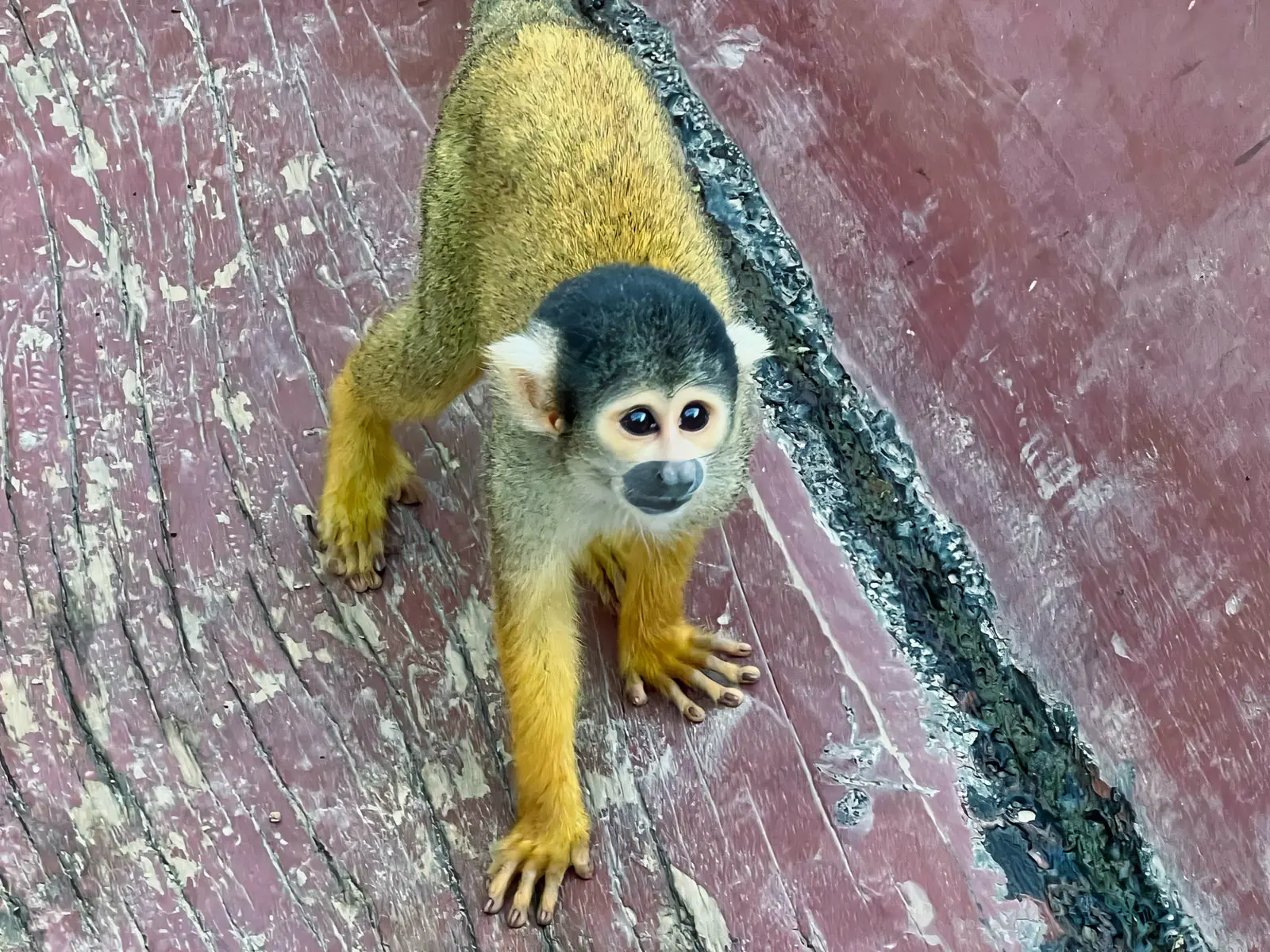 pampas yacuma wildlife 67