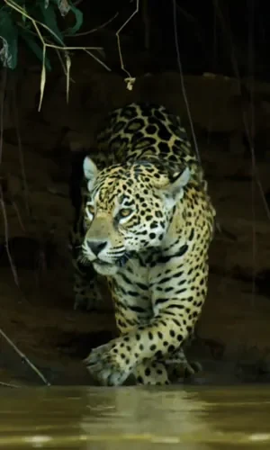 jaguar-combo-tour-madidi-pampas-wildlife-bolivia Jaguar Combo Tour 6 days 5 nights exploring Madidi National Park and Pampas with wildlife, boat rides and pink dolphins Bolivia