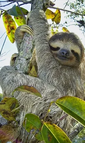 perezoso-combo-tour-madidi-pampas-wildlife-waterfalls-bolivia Perezoso Combo Tour 11 days 10 nights exploring Madidi National Park and Pampas with wildlife, waterfalls, pink dolphins and Milky Way Bolivia