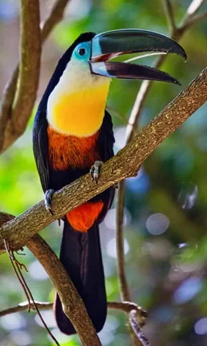 tucan-combo-tour-madidi-pampas-pink-dolphins-wildlife-bolivia Tucan Combo Tour 8 days 7 nights exploring Madidi National Park and Pampas with wildlife, pink dolphins and rainforest hikes Bolivia